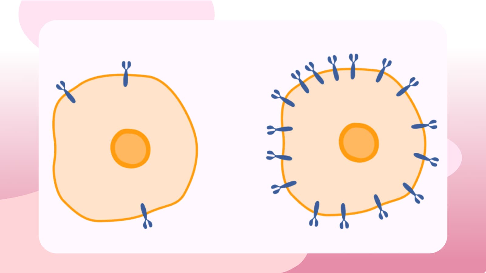 Therapy for advanced HER2+ breast cancer