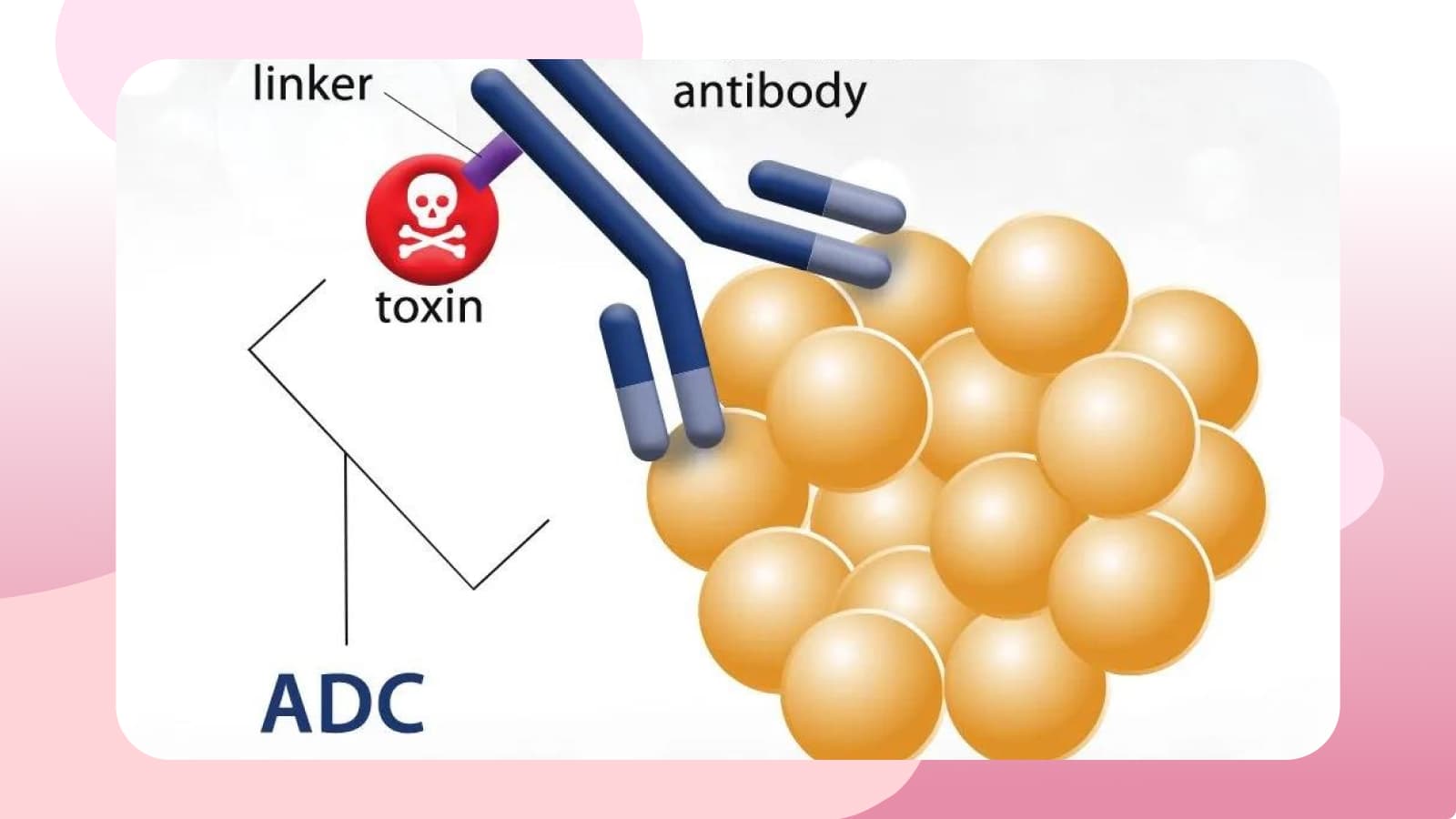 ADC – Trojan Horses in the Fight Against Cancer